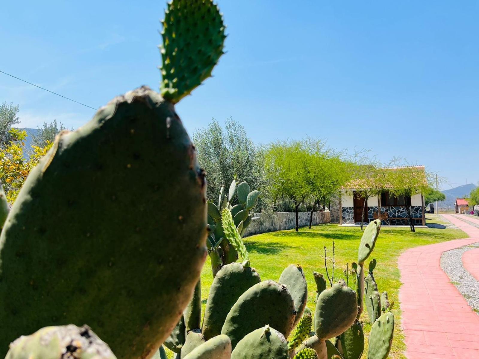 Cabanas Los Olivos Ixmiquilpan Exterior photo